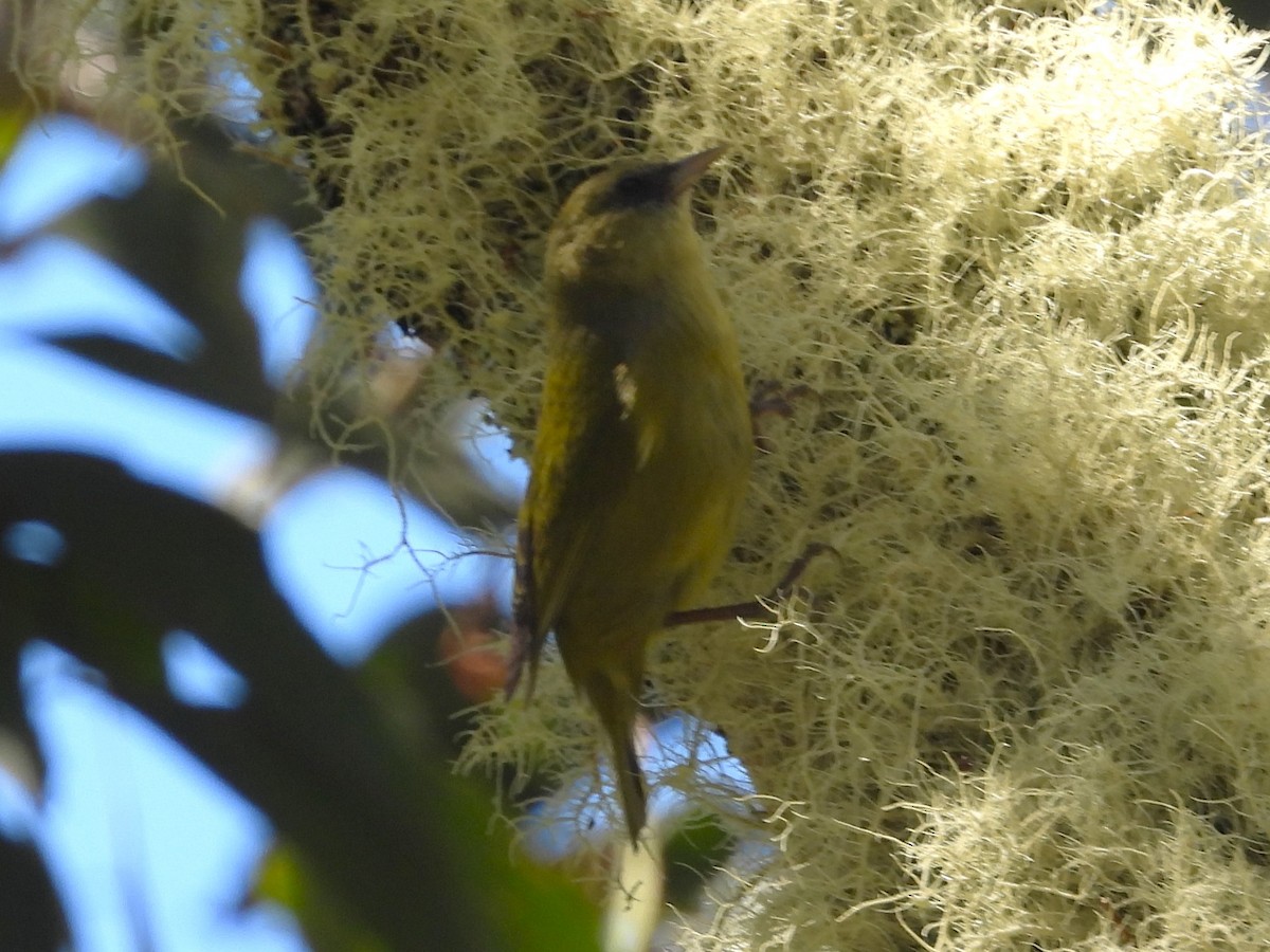 Mana-Akepakleidervogel - ML619471505