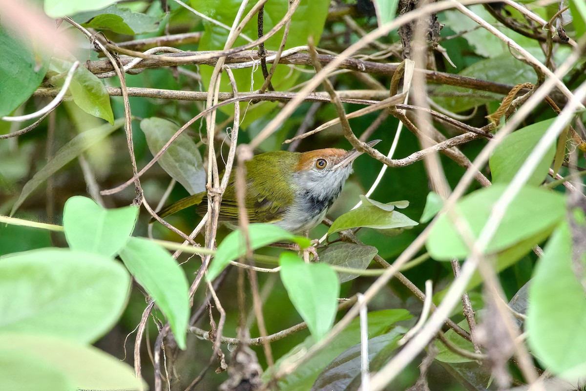 Dark-necked Tailorbird - Krit Kruaykitanon 🦅