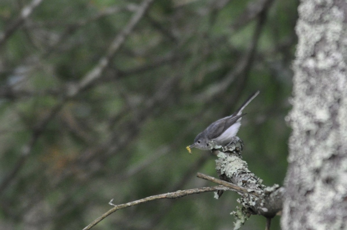 Blue-gray Gnatcatcher - ML61947151