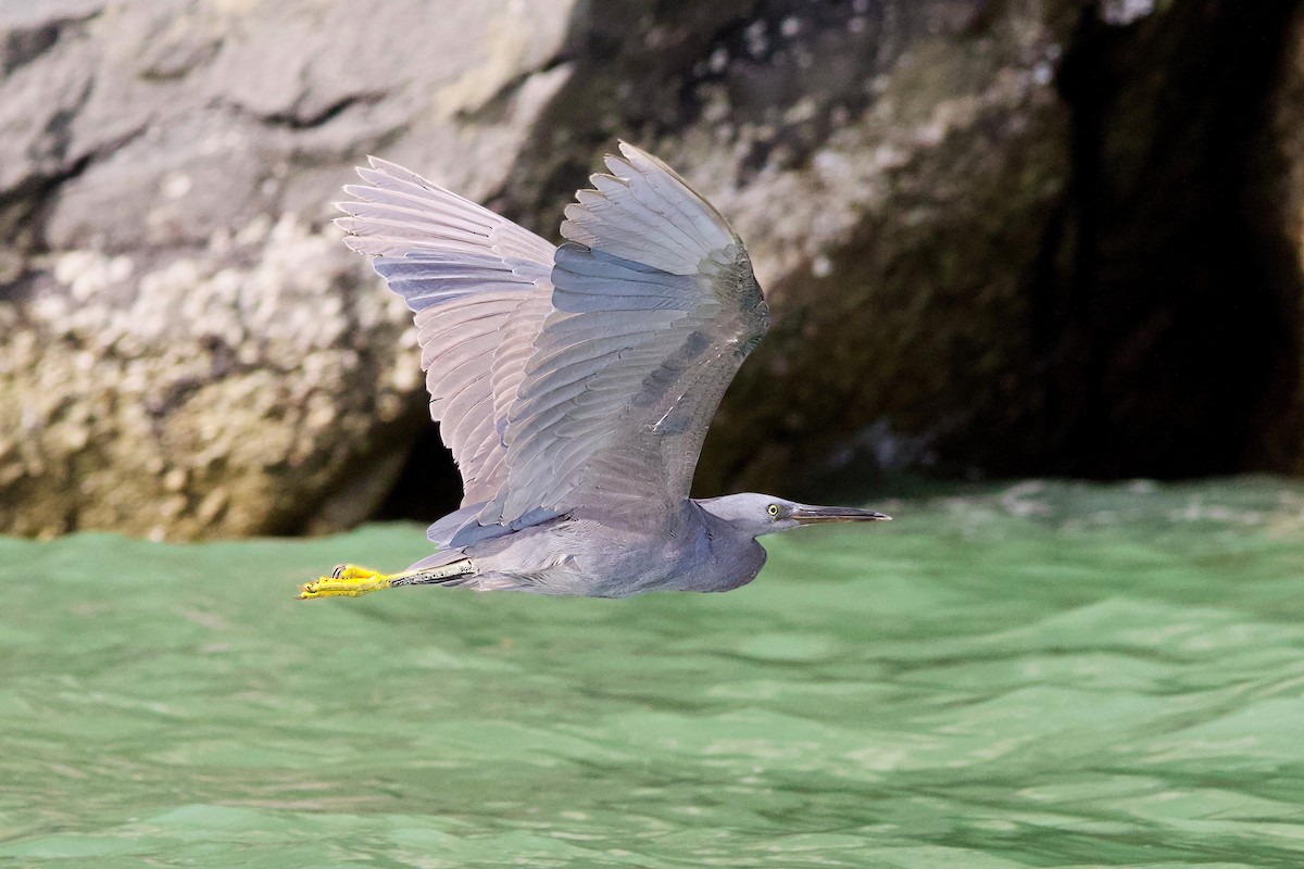 Pacific Reef-Heron - Krit Kruaykitanon 🦅