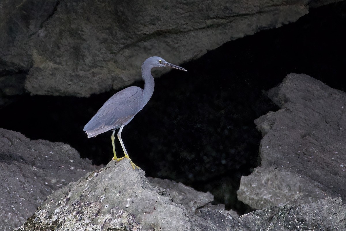 Pacific Reef-Heron - Krit Kruaykitanon 🦅