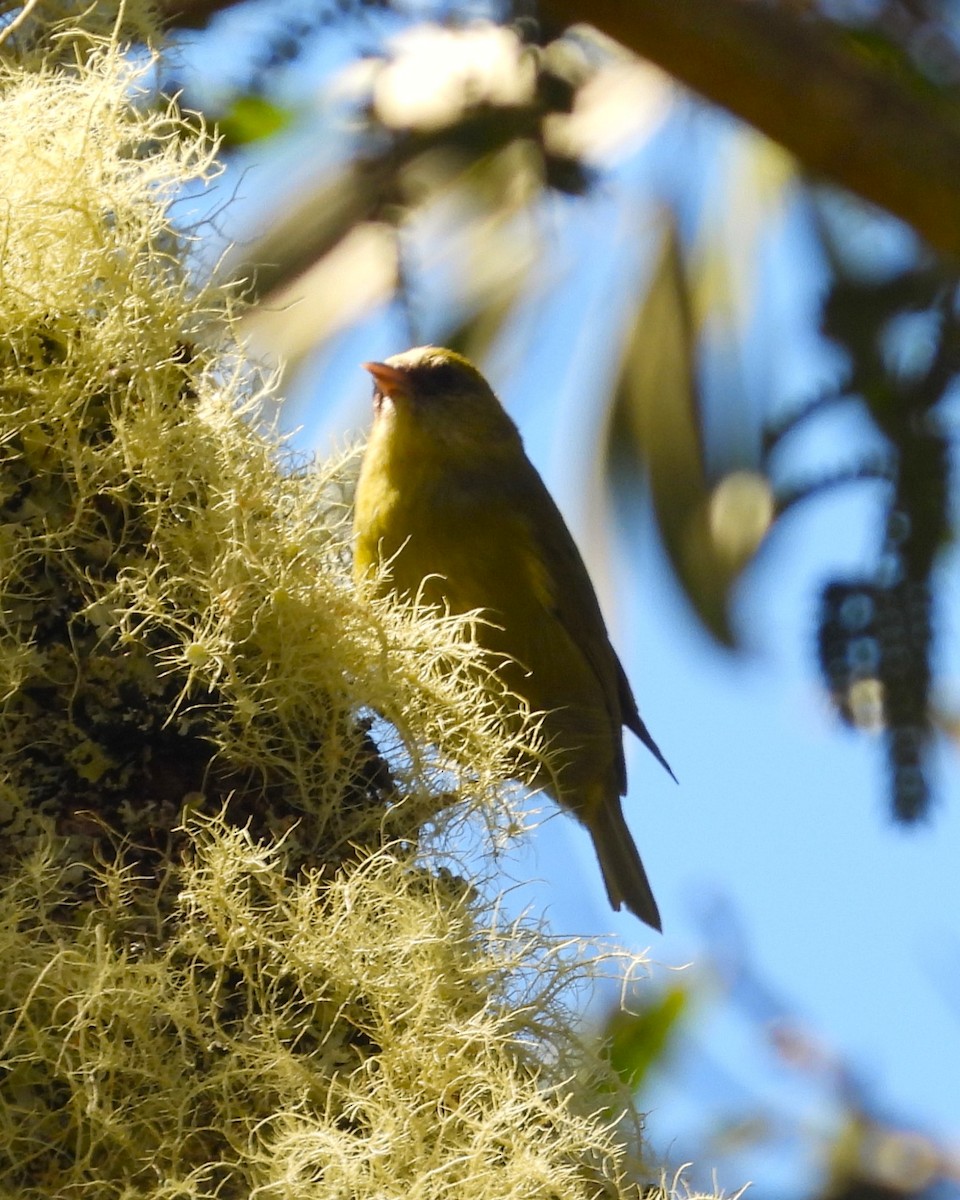 Hawaii Creeper - ML619471515