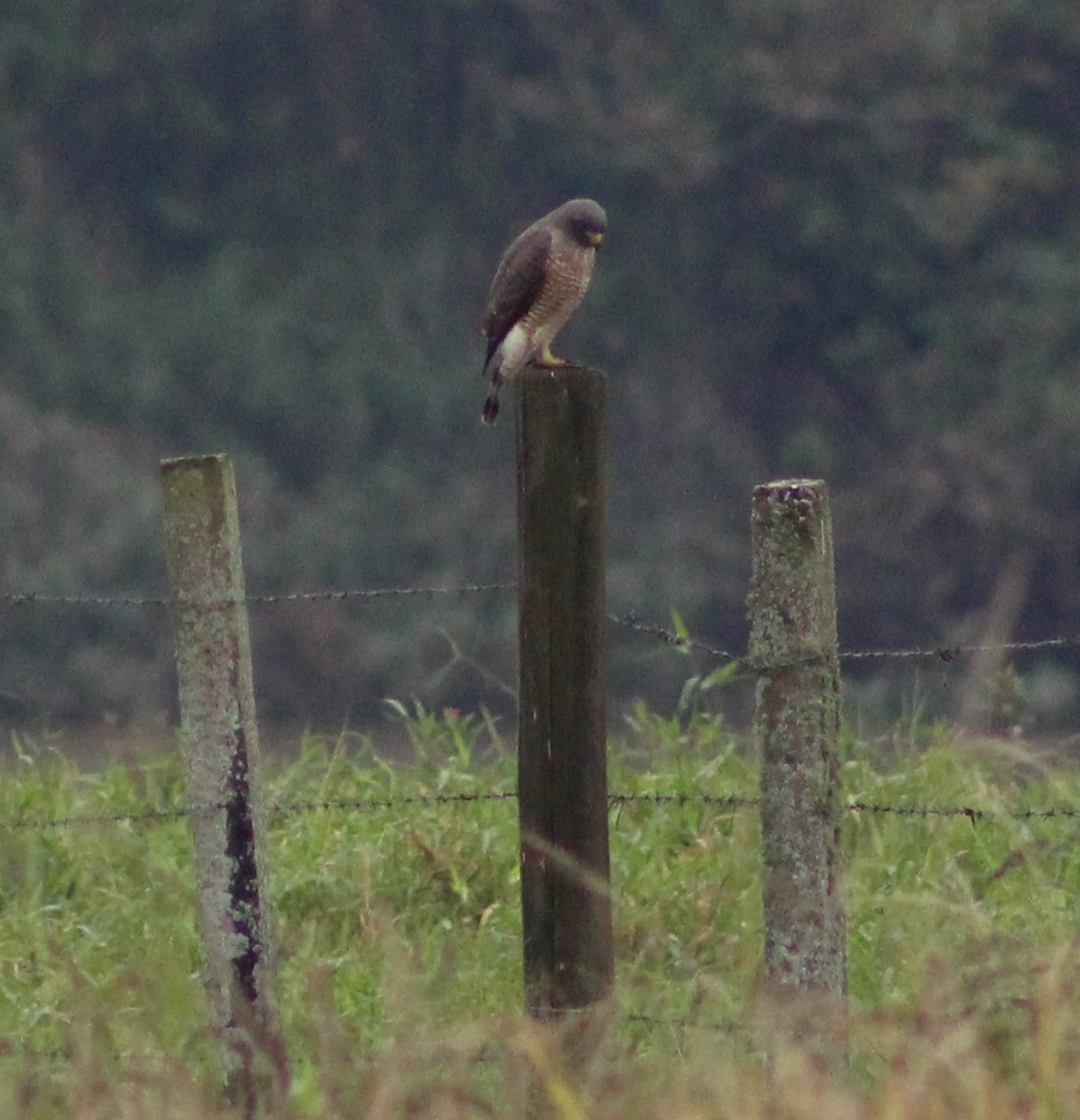 Roadside Hawk - Pedro Behne