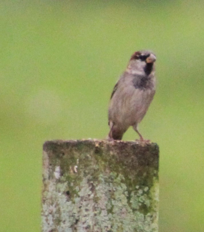 House Sparrow - Pedro Behne