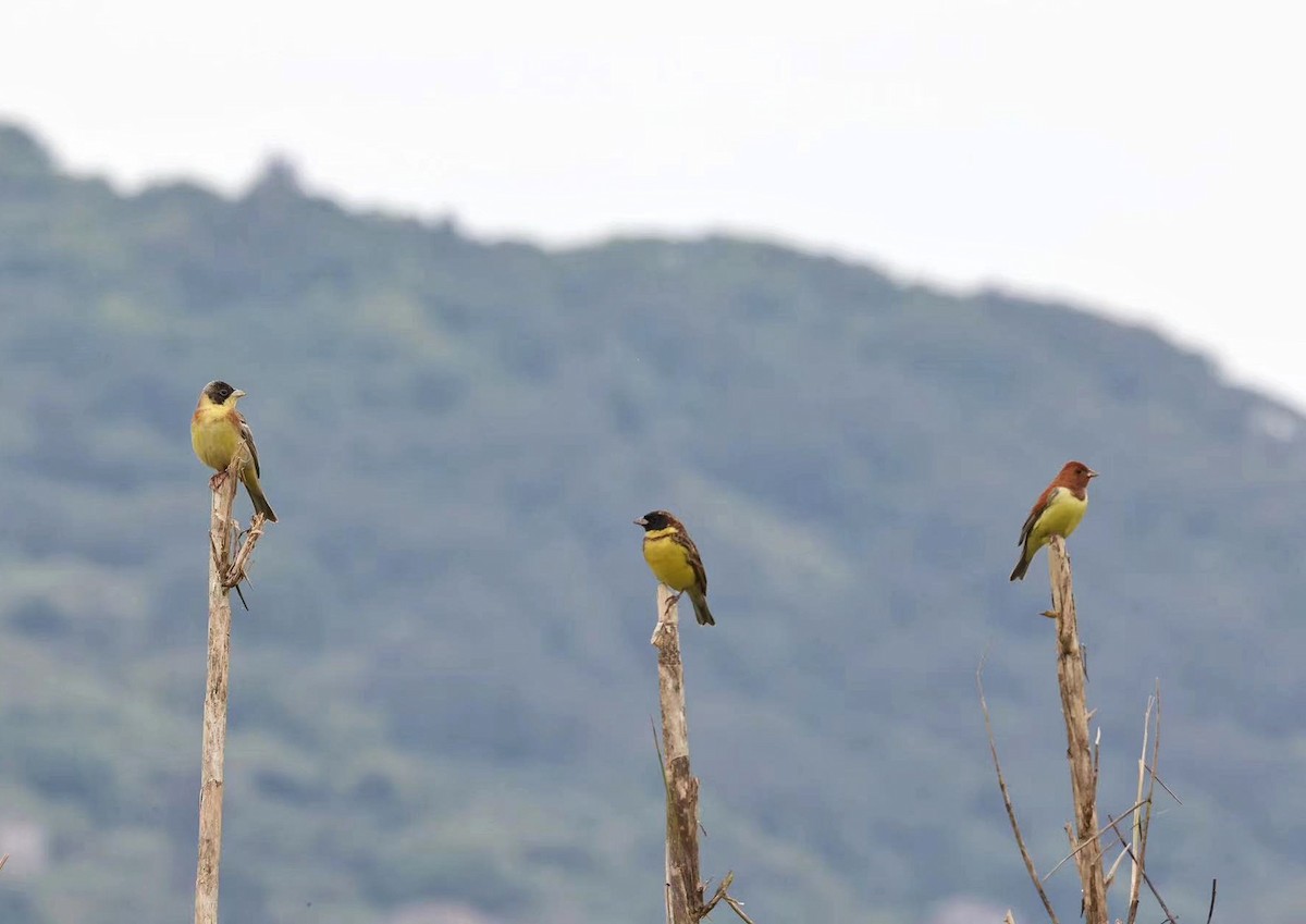 Black-headed Bunting - 浙江 重要鸟讯汇整