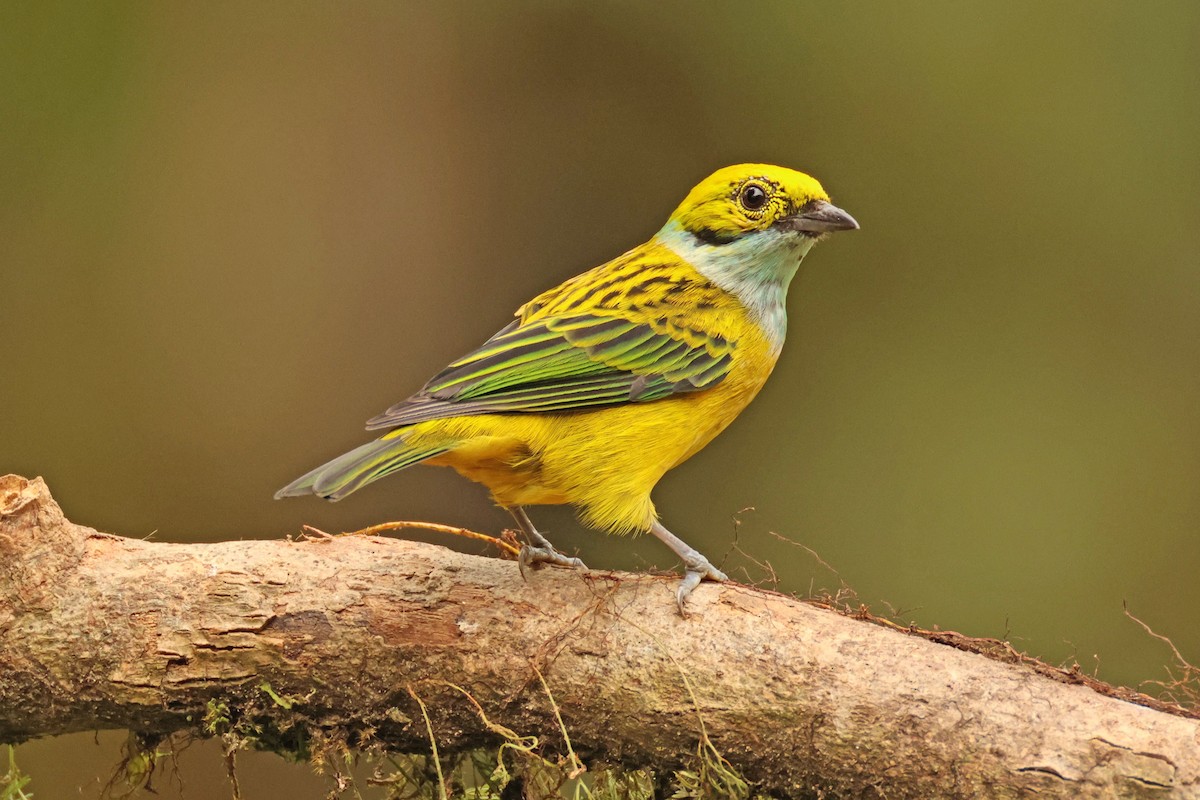 Silver-throated Tanager - Jim Sculatti