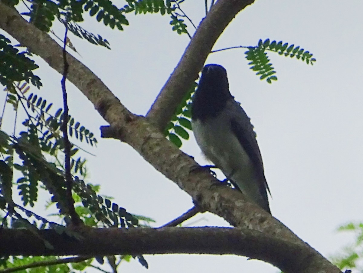 Black-headed Cuckooshrike - Sri Srikumar