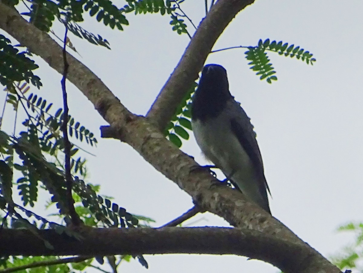 Black-headed Cuckooshrike - ML619471543