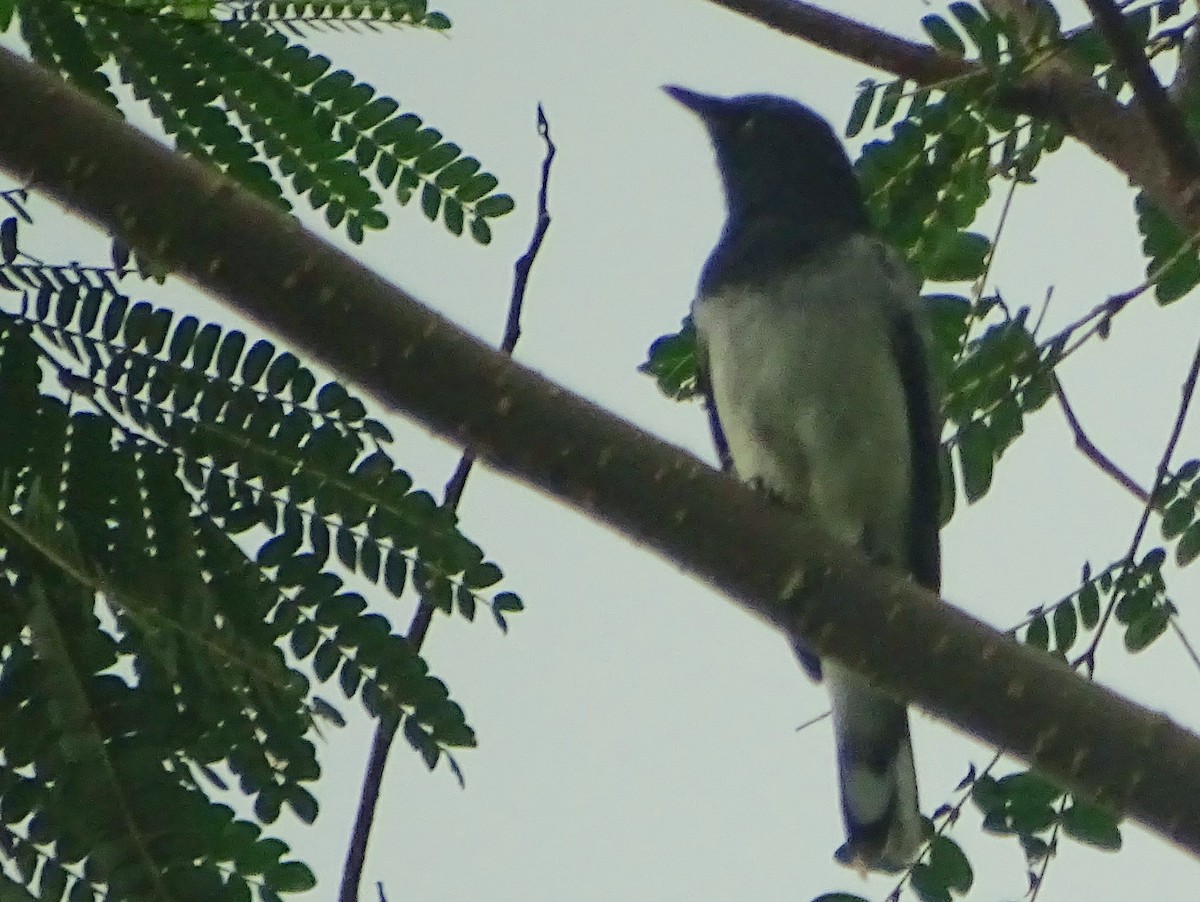 Black-headed Cuckooshrike - Sri Srikumar