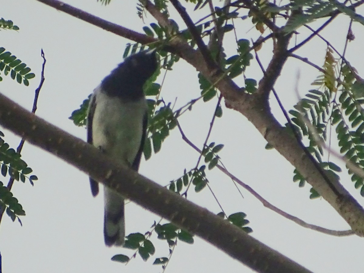 Black-headed Cuckooshrike - Sri Srikumar