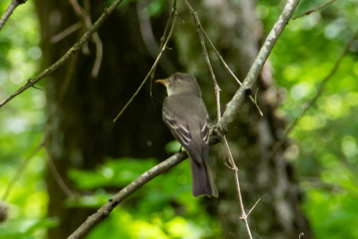 Eastern Wood-Pewee - Dawn S