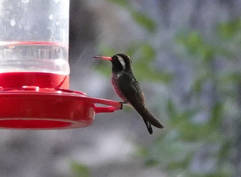 White-eared Hummingbird - Cathy Beck