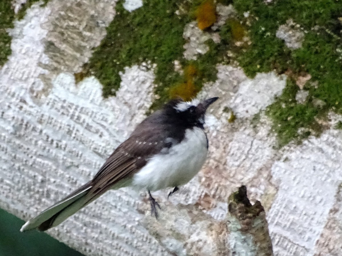 White-browed Fantail - ML619471564