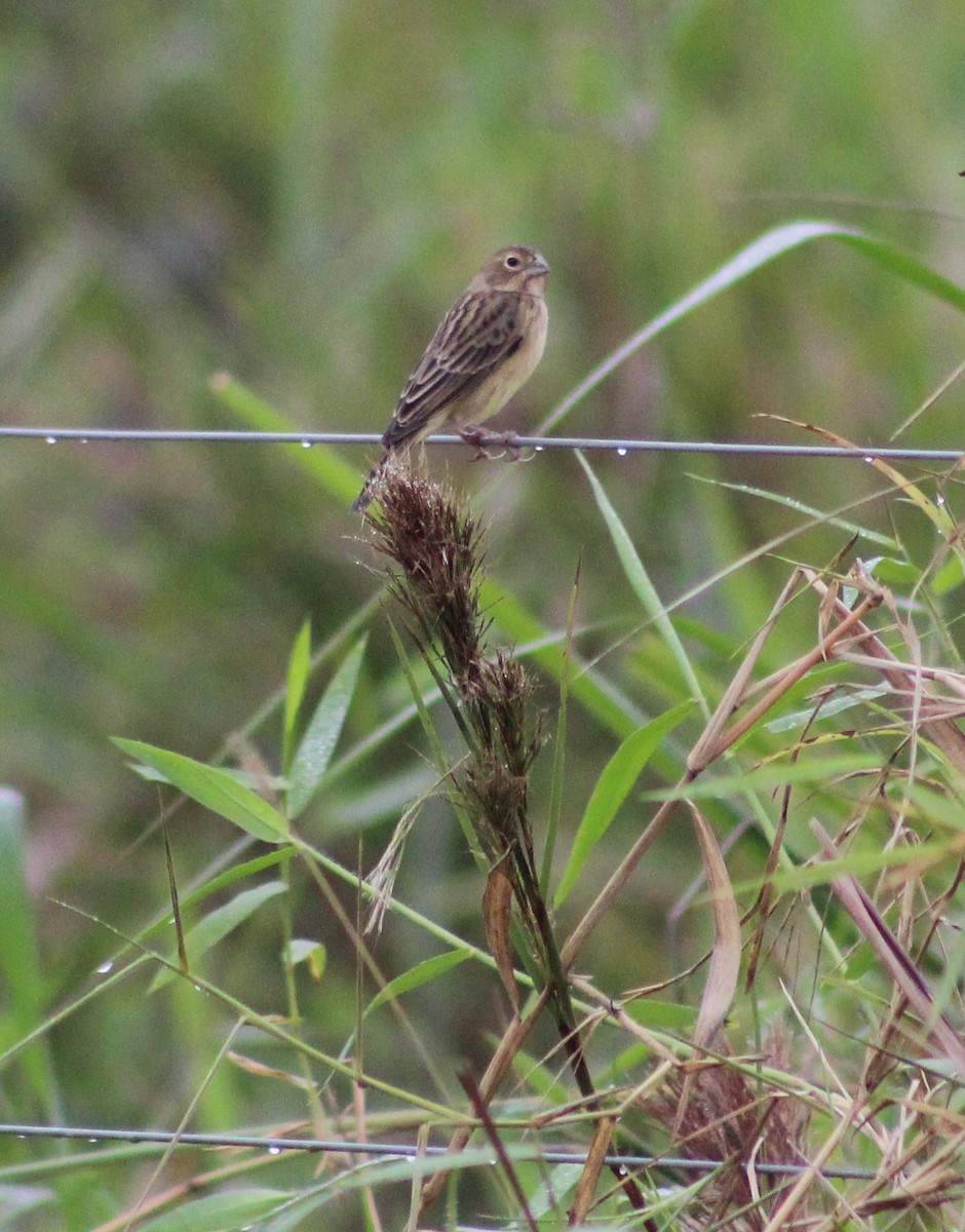 Grassland Yellow-Finch - Pedro Behne