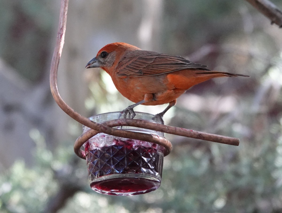 Hepatic Tanager - Cathy Beck