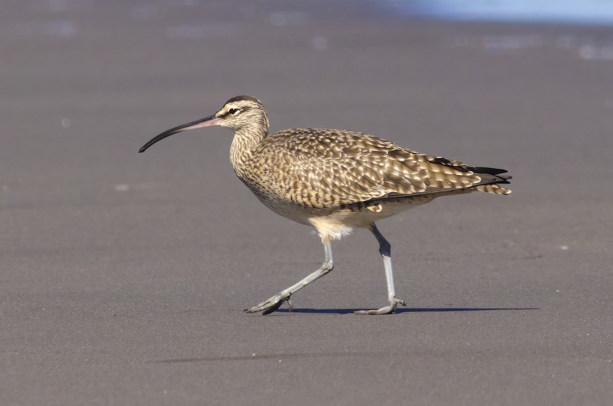 Whimbrel - Ximena Carramiñana Collado