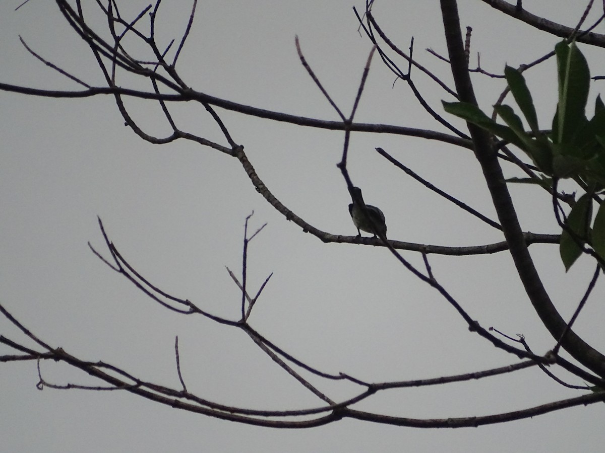 Golondrina de Sri Lanka - ML619471593