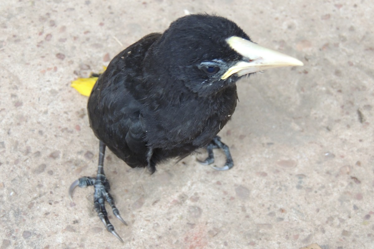 Crested Oropendola - Licinio Garrido Hoyos