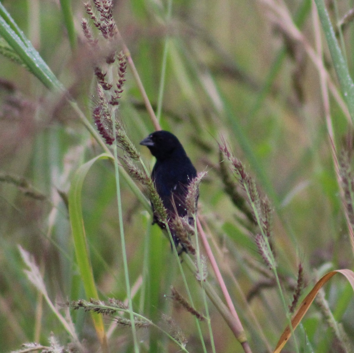 Blue-black Grassquit - Pedro Behne