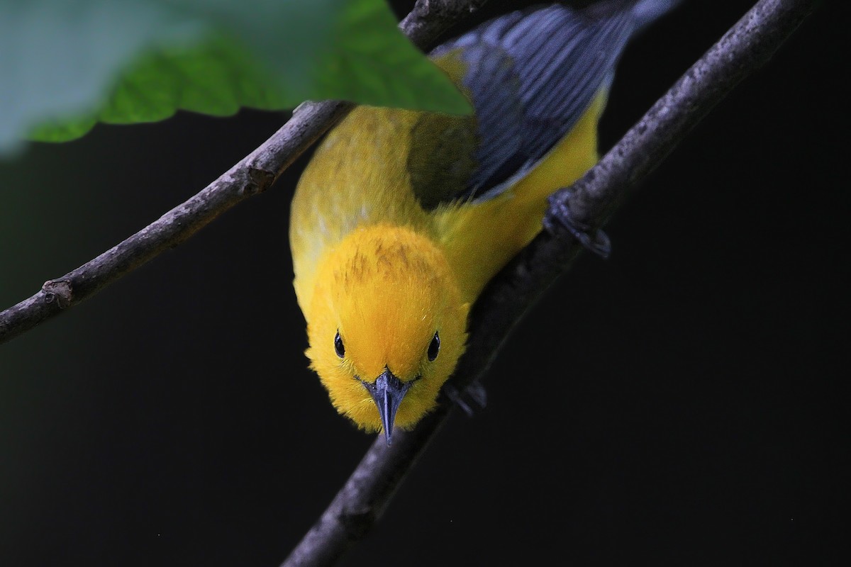 Prothonotary Warbler - Kelly Fox