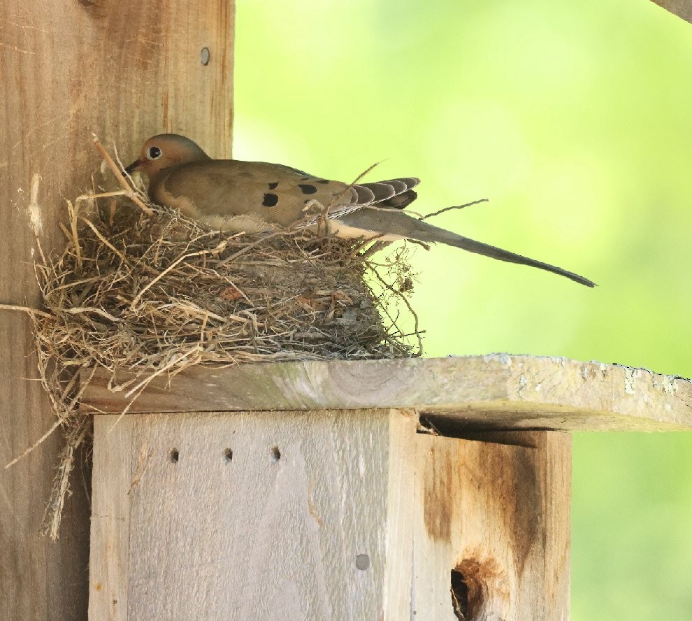 Mourning Dove - Wendy Howes