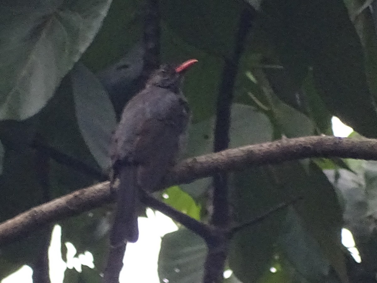 Square-tailed Bulbul - Sri Srikumar