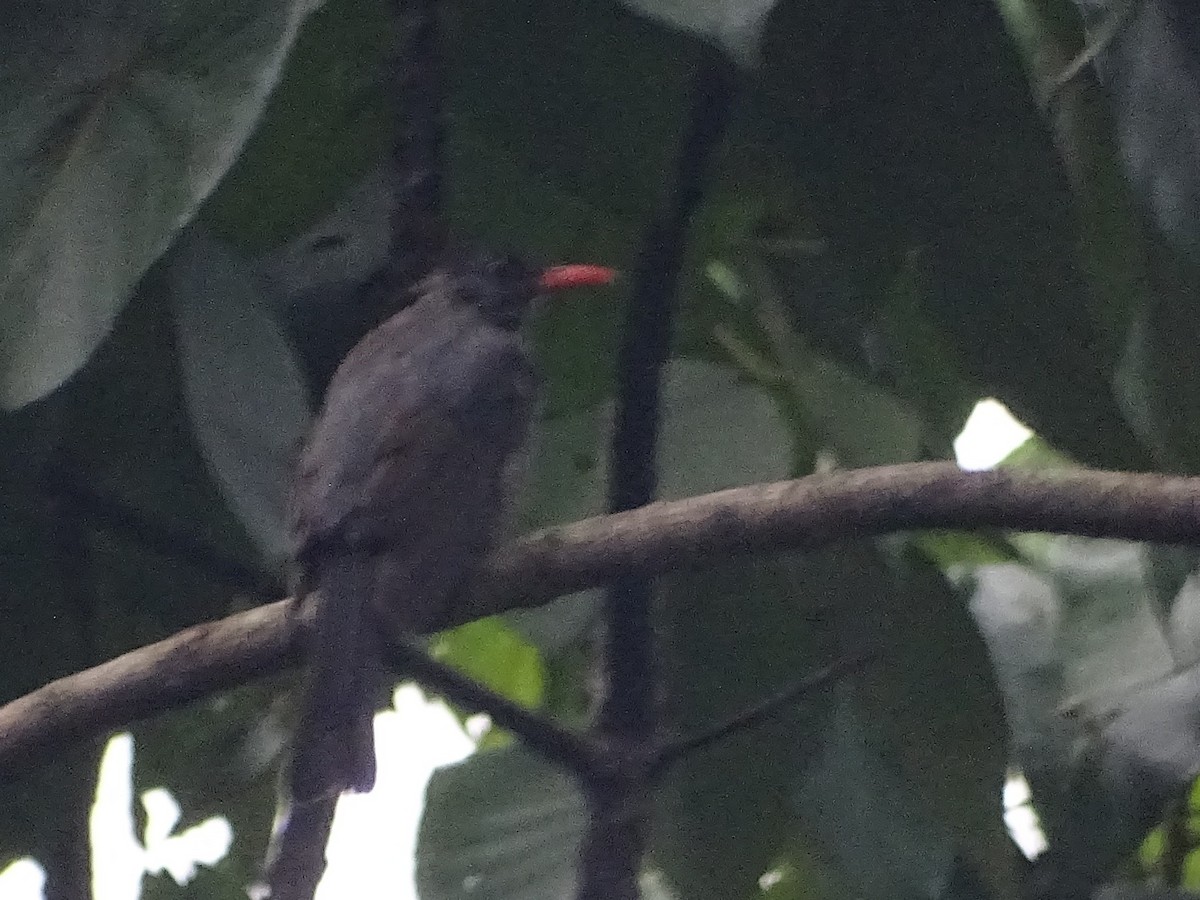 Square-tailed Bulbul - Sri Srikumar