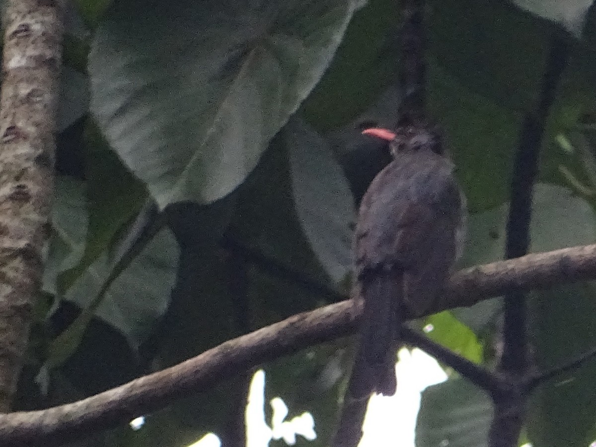 Square-tailed Bulbul - Sri Srikumar