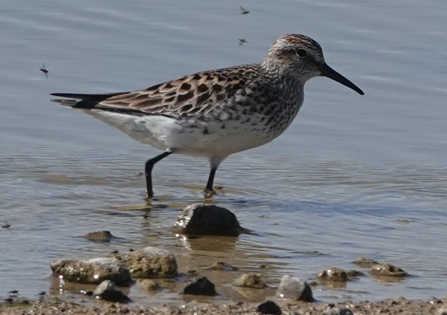 White-rumped Sandpiper - David McDonald