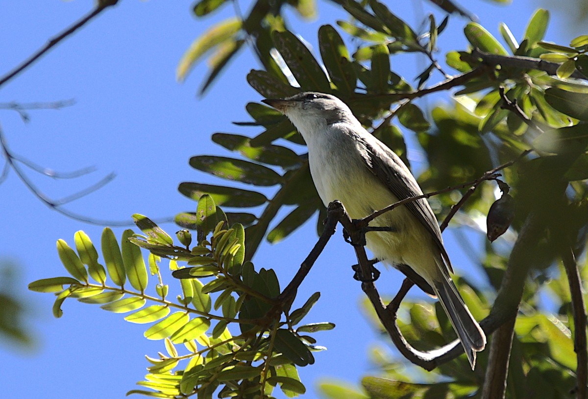 Suiriri Flycatcher - ML619471630