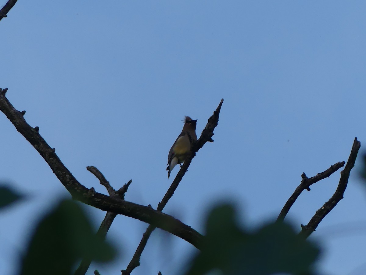 Cedar Waxwing - Theo Ballas