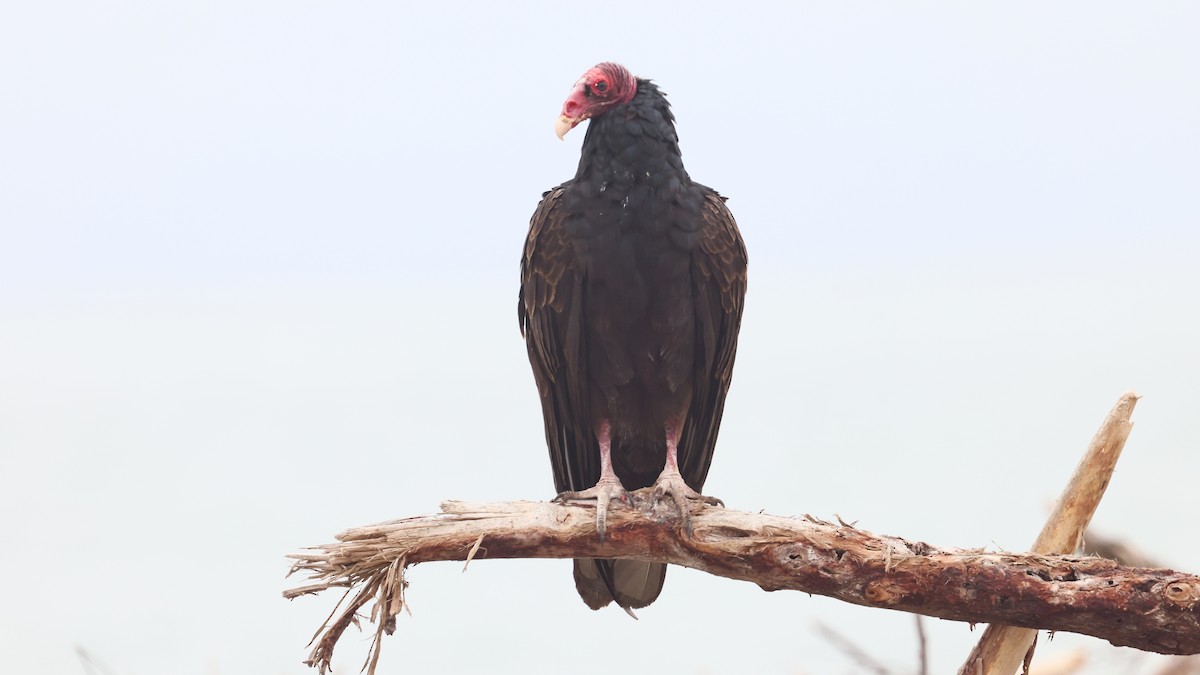 Turkey Vulture - Alistair Skinner