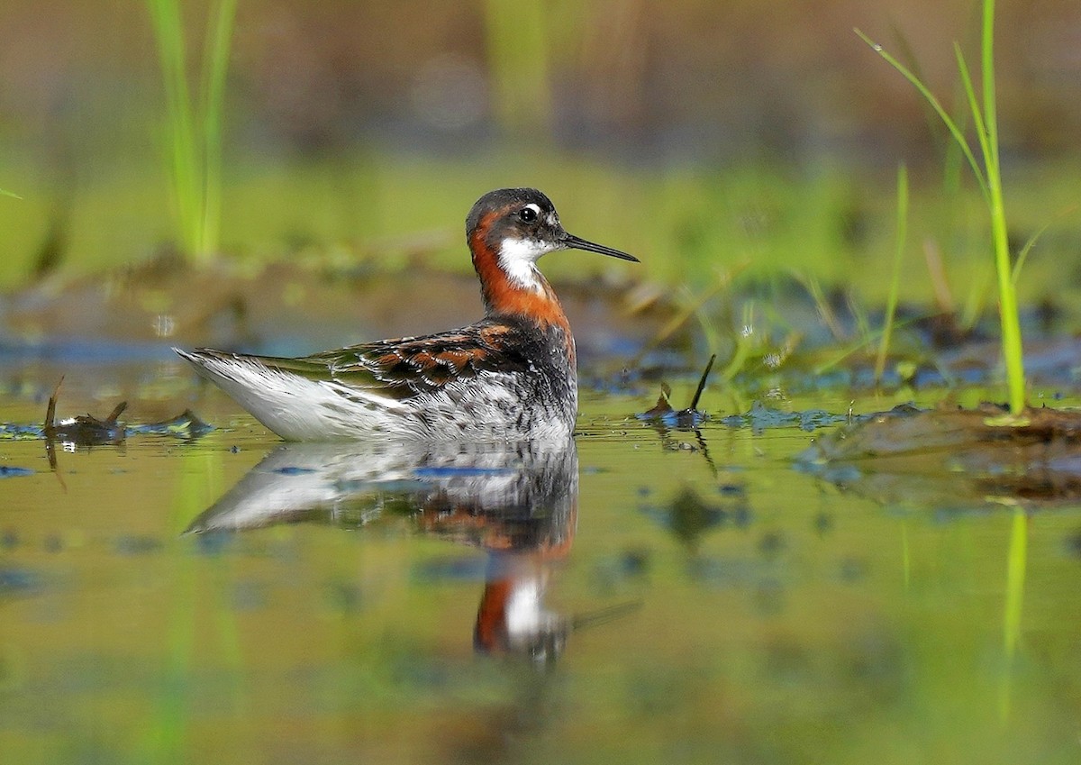 Red-necked Phalarope - 浙江 重要鸟讯汇整