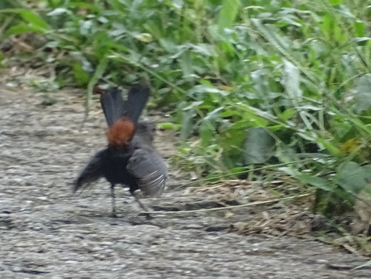 Indian Robin - Sri Srikumar