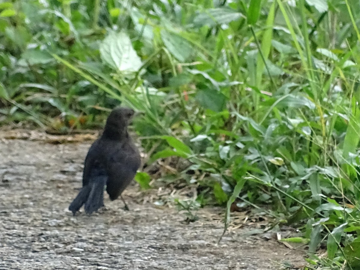 Indian Robin - Sri Srikumar