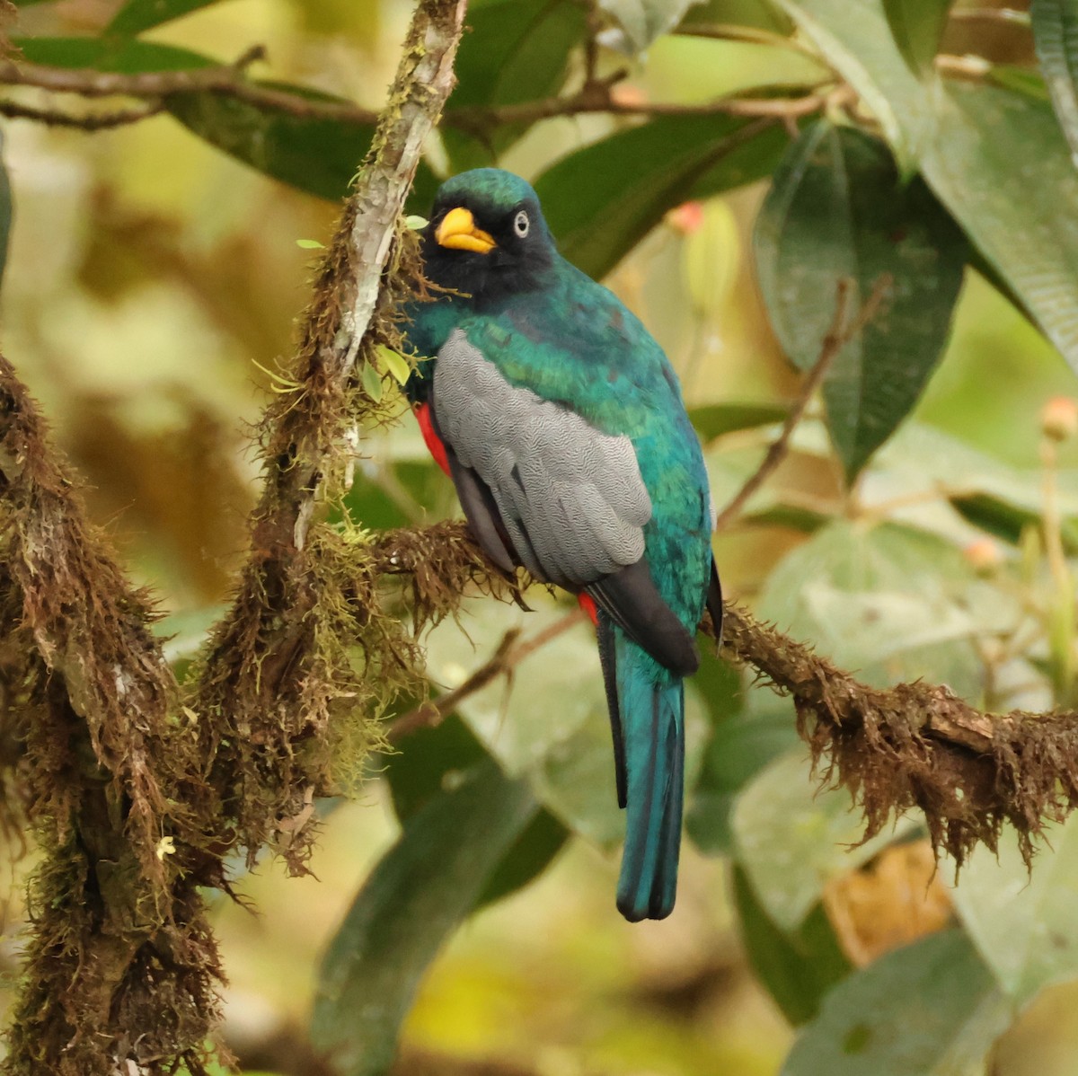 Blue-tailed Trogon - ML619471647