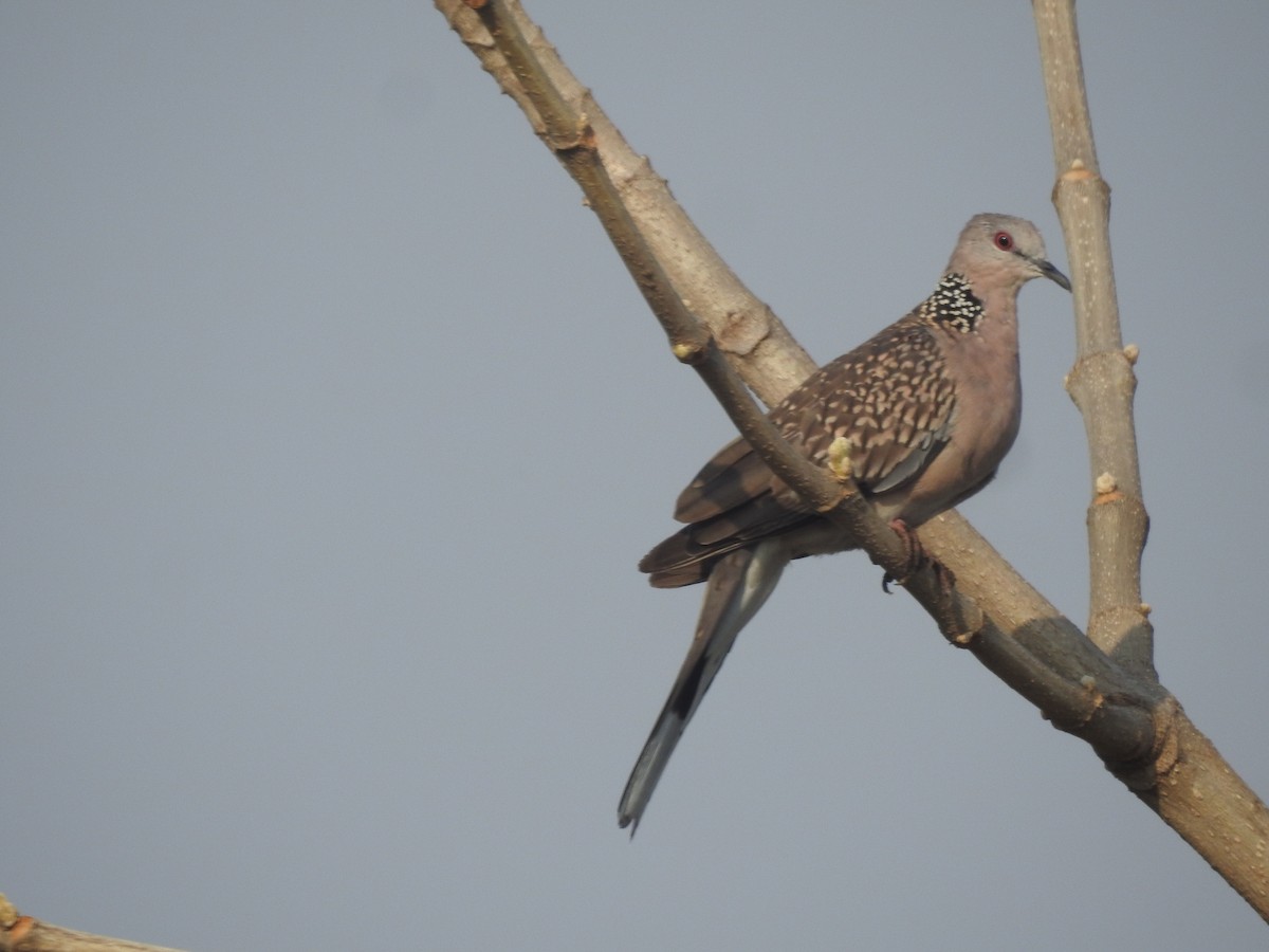 Spotted Dove - Bhavuk Vijay