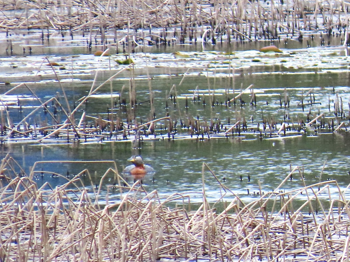 Red-necked Grebe - Maryse Lessard