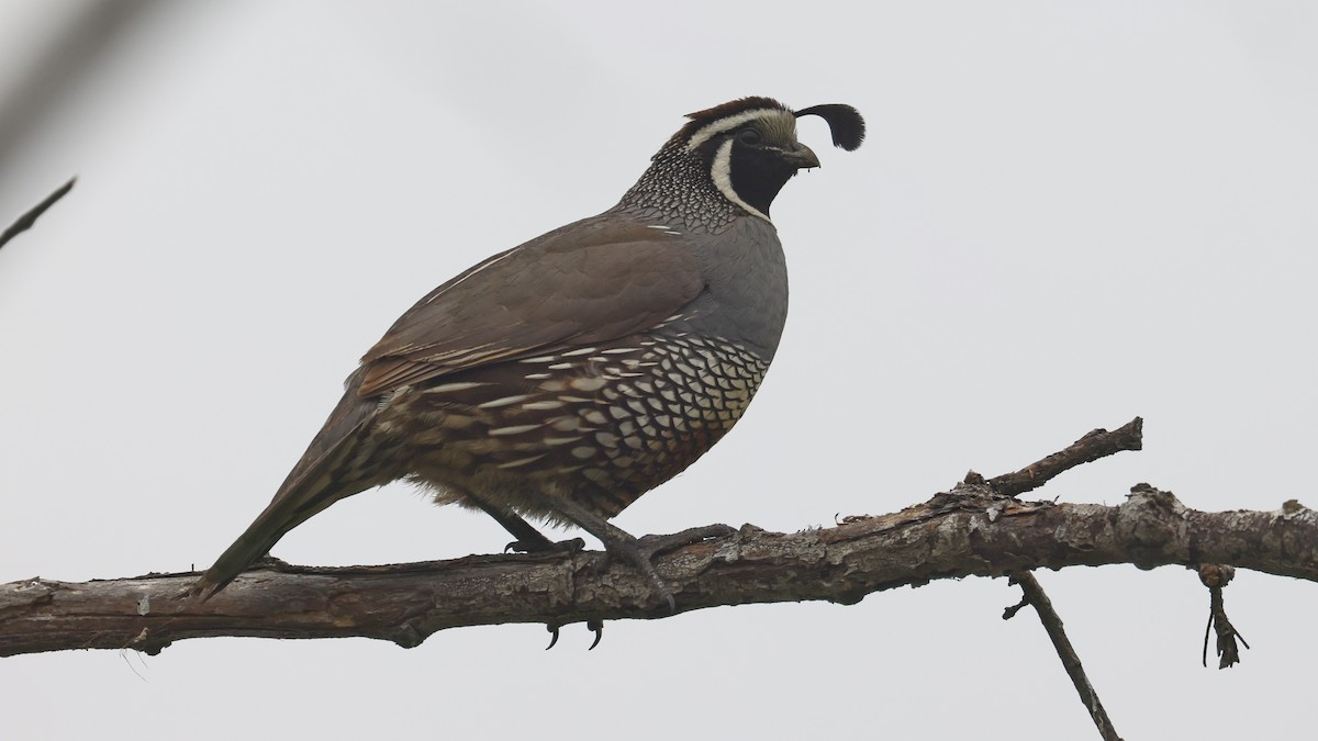 California Quail - Alistair Skinner