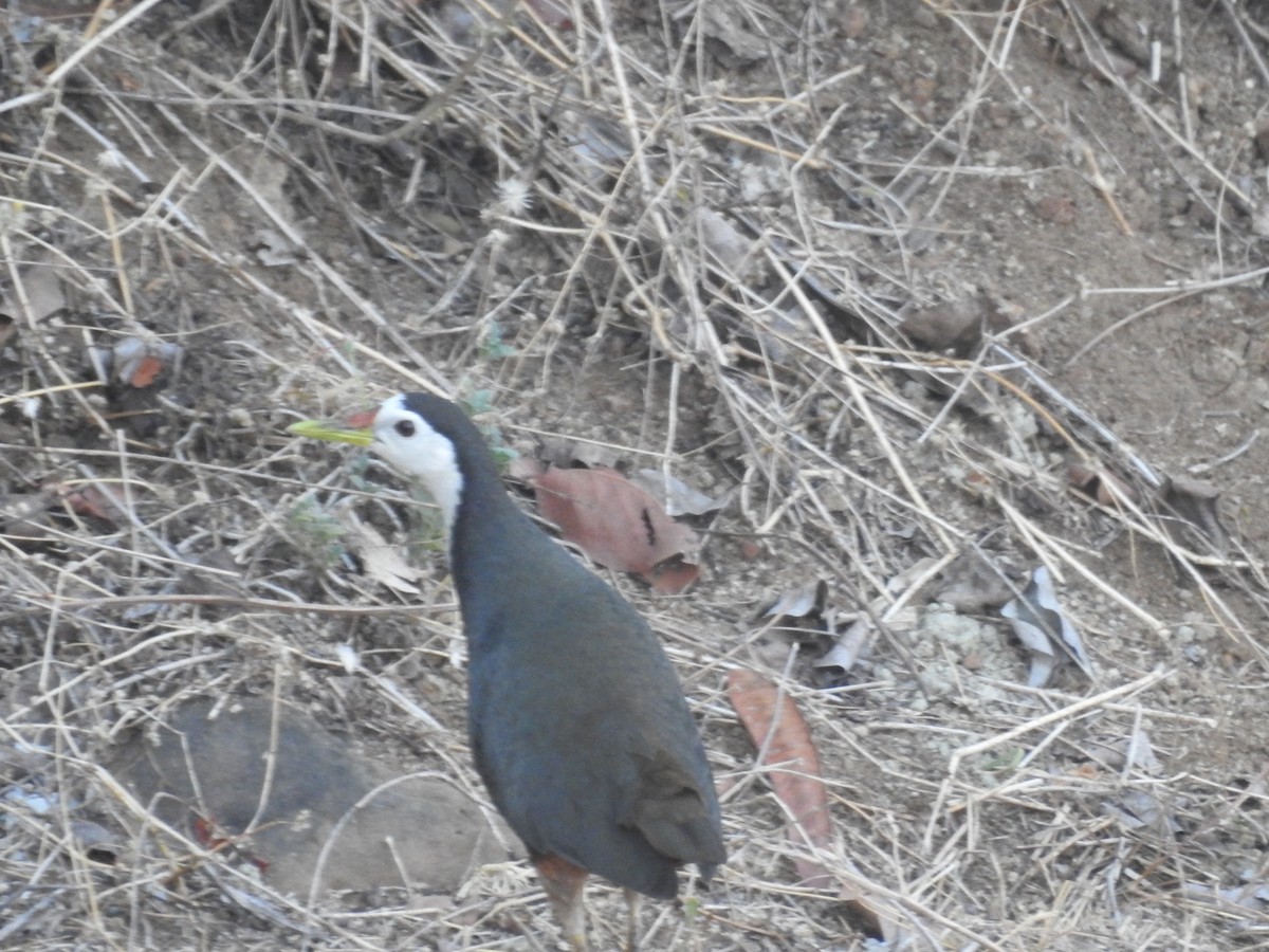 White-breasted Waterhen - Bhavuk Vijay