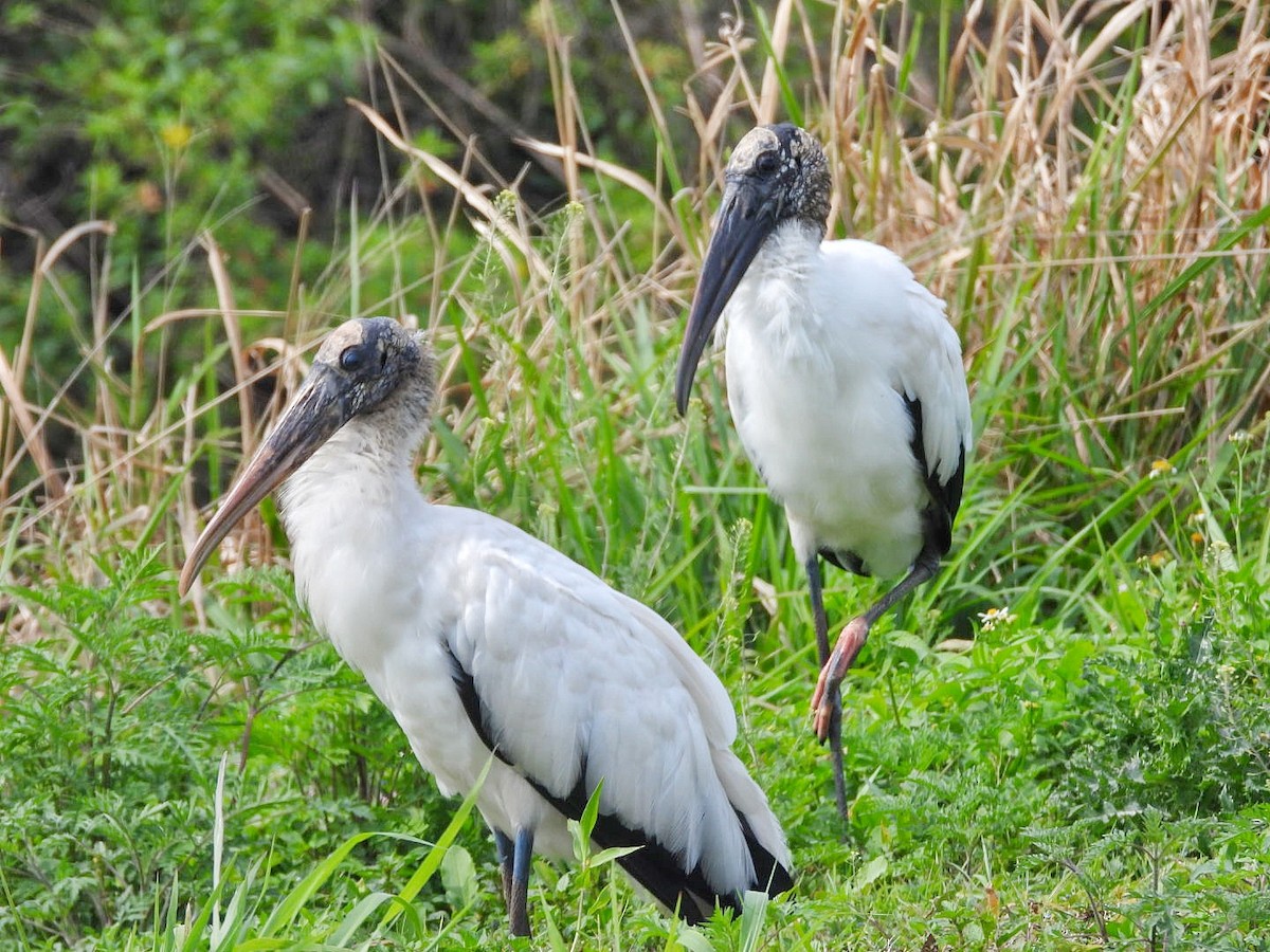 Wood Stork - Gina Turone 🐩