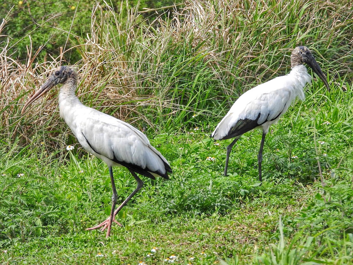 Wood Stork - Gina Turone 🐩