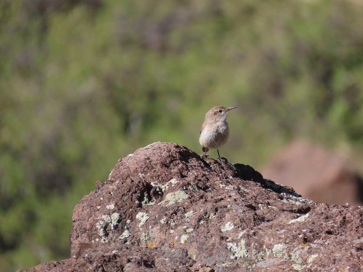 Rock Wren - Aaron Pietsch