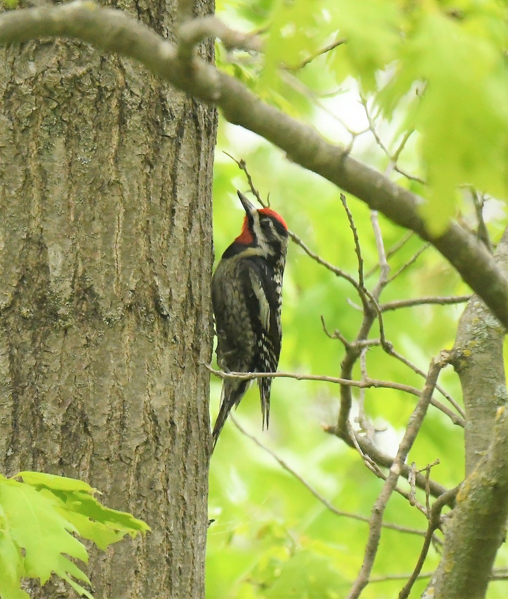 Yellow-bellied Sapsucker - Marcia Suchy