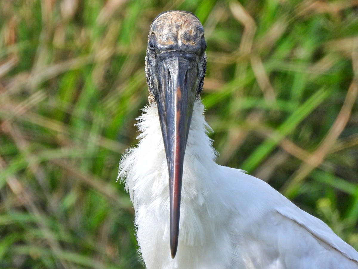 Wood Stork - Gina Turone 🐩