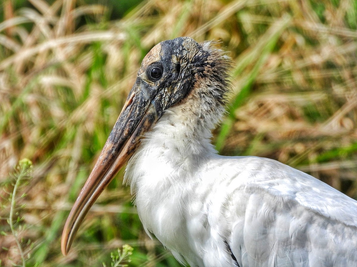 Wood Stork - Gina Turone 🐩