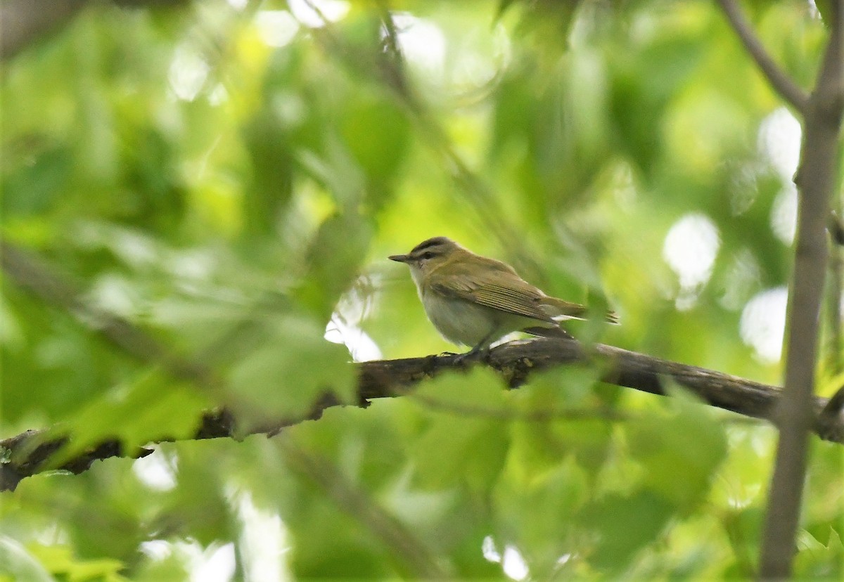 Red-eyed Vireo - Marcia Suchy