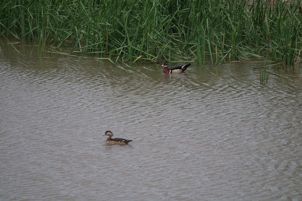 Wood Duck - Keegan Brown