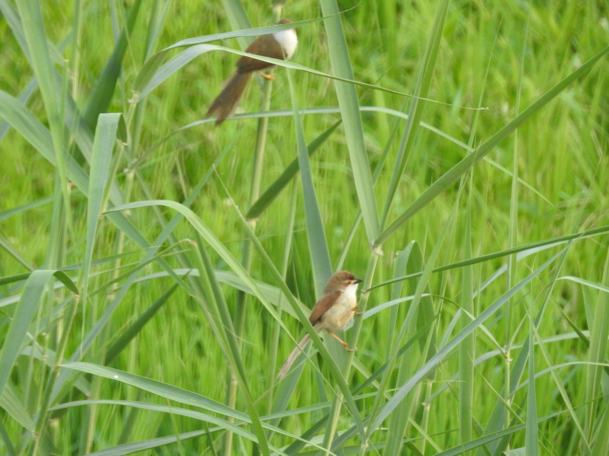 Yellow-eyed Babbler - ML619471709