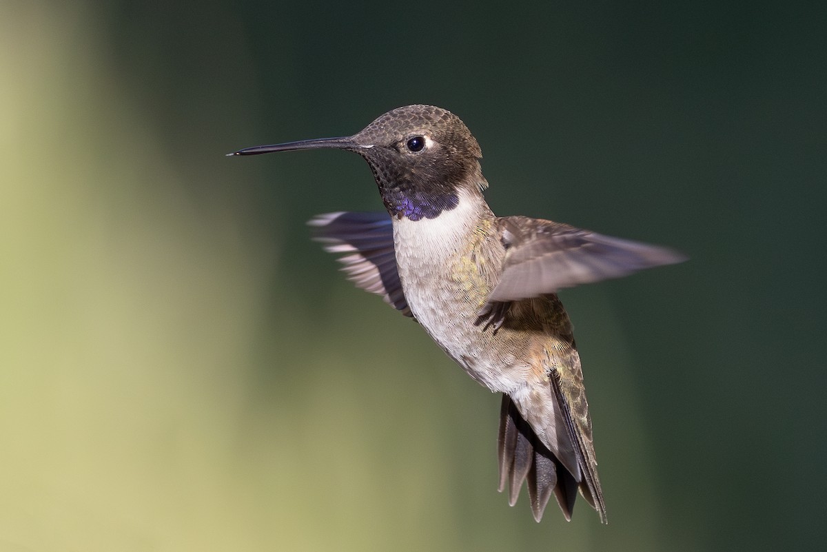 Colibrí Gorjinegro - ML619471710